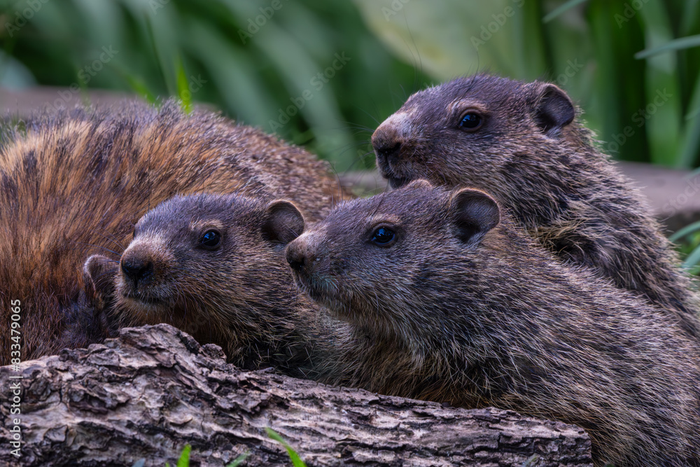 Poster Three baby Groundhogs