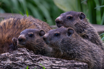 Three baby Groundhogs