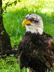American bald eagle portrait. close-up view, its intricate feathers and distinctive yellow beak showcased against a softly blurred natural backdrop, evoking a sense of wild beauty.