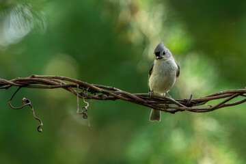 Tufted Titmouse Perched on a vine