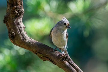 Tufted Titmouse Perched on a vine