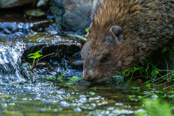 Groundhog drinking from stream
