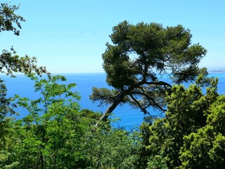 pine tree on coast
