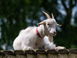 A white baby goat in the countryside. Adult white goat village with large horns.