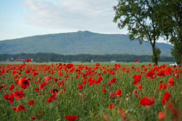 
A field of blooming red poppies against the background of mountains. 
Hills covered with poppies on the background of the Slenza mountain. Spring in Poland. 