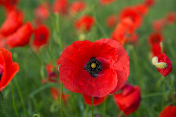 Red poppy flower in the field. Close up of red poppy flower.Red poppy flower in the garden. Spring...