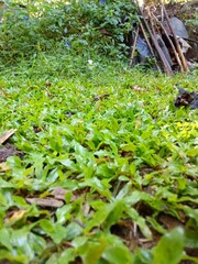 green moss in the forest