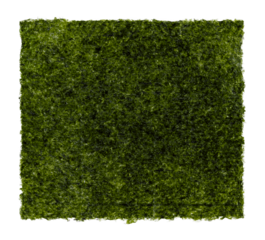 Green nori sheet isolated on white background