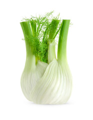 Fresh fennel bulb isolated on white background. Close up