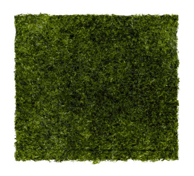 Green nori sheet isolated on white background