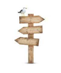 Seagull standing on wooden direction sign isolated on white background 