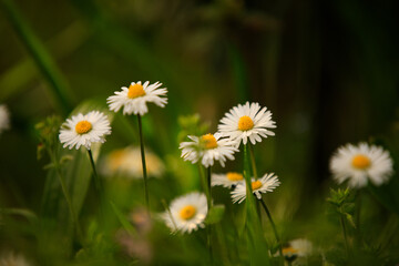 daisies in the grass