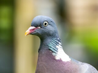 Common wood pigeon close portrait with detailed feathers. profile of the head of a Woodpigeon (Columba palumbus) with a natural green background