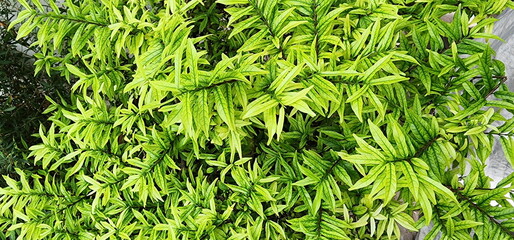 Wrightia religiosa Benth. “variegata“ small, slender, pointed leaves, bright green. Classified in the apocynaceae family. It has a smaller trunk than general mok. Water Jasmine or Moke tree. 
