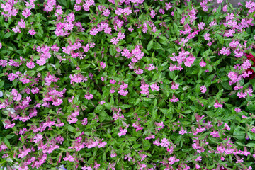 Nodding catchfly campions flowerw texture background