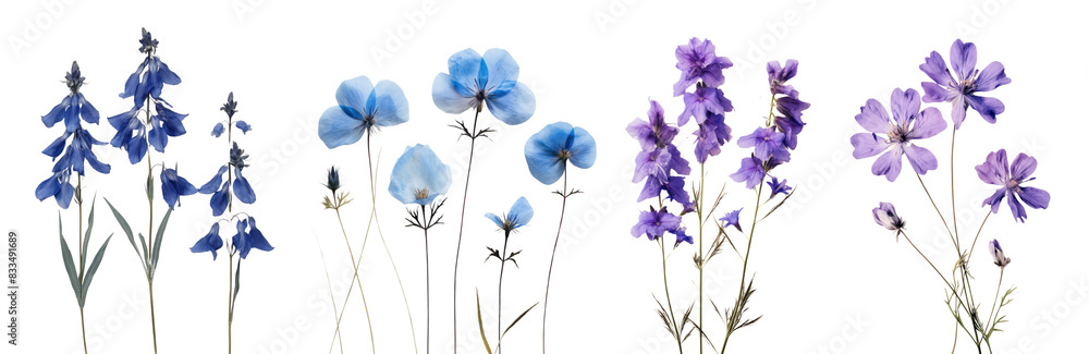 Wall mural real pressed blue flowers set - Wall murals