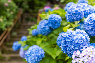 飛鳥山公園の紫陽花