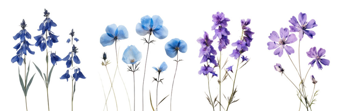Real Pressed blue flowers set
