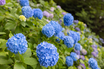 飛鳥山公園の紫陽花