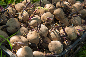 potatoes with sprouts for dipping