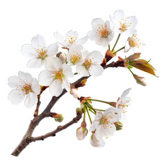 Obraz premium tree flowers