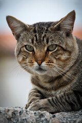 Fototapeta premium Hauskatze 