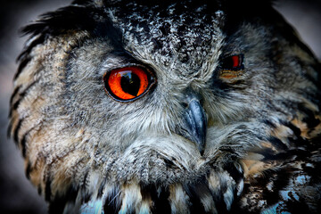 Eagle Owl