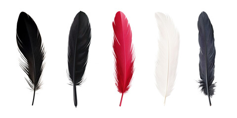 black red bird feather set © Rawpixel.com