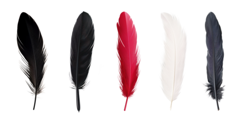 black red bird feather set