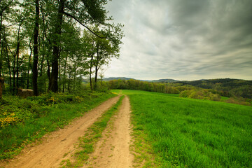 road in the forest