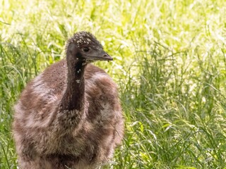 Close up of a baby emu on a summers day