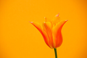 Tulpen