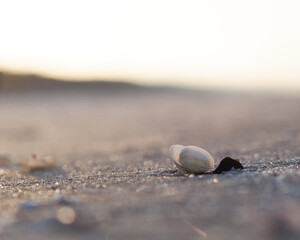 Seashell at the seashore