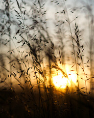 Tall grass at sunset