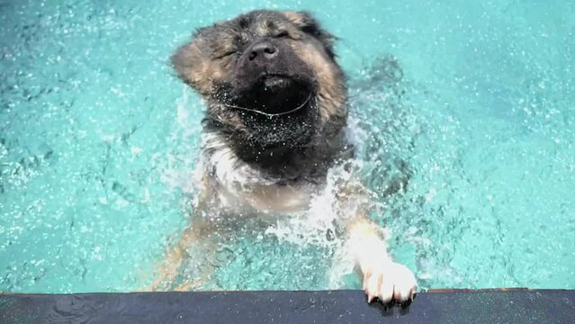 Large dog in pool wagging its head, splashes flying in all directions. Each movement causes splashes, creating breathtaking spectacle. Pet shakes himself off water in pool splashes sparkling in sun.