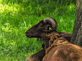 Head portrait of a female cameroon sheep in front of green nature background. Goat in a rural province of Cuba