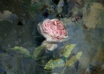 Pink wilted rose closeup on abstract background. Vintage romantic wallpaper. 
