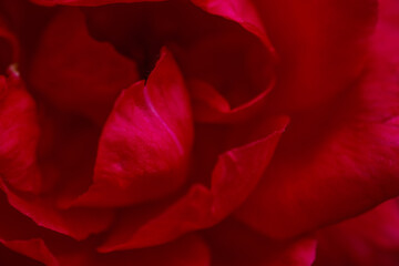 Naklejka premium Detailed close up of a vibrant red rose in full bloom, showcasing the intricate layers of petals and delicate stamen
