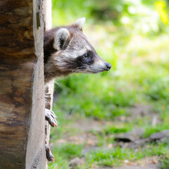 Obraz premium A cute raccoon peeks out of a hollow tree