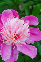 Detailed view of a pink peony flower surrounded by vibrant green leaves