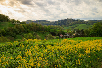 Fototapeta premium landscape with flowers