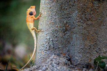 Lizard or Chamaleon on the tree in the wild.
