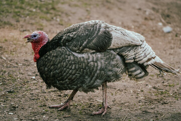 Common turkey on the birds yard close-up. Turkeys on free range farm. Rural scene with domestic birds.