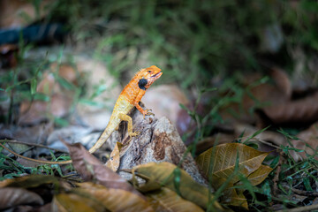 Lizard or Chamaleon on the tree in the wild.