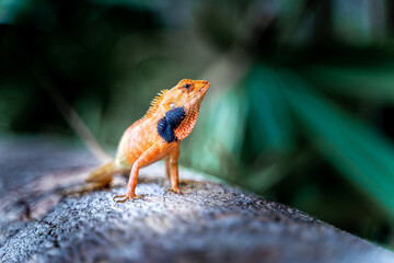 Lizard or Chamaleon on the tree in the wild.
