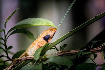 Lizard or Chamaleon on the tree in the wild.