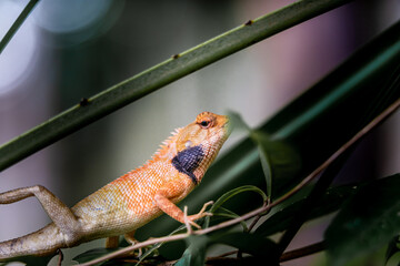 Lizard or Chamaleon on the tree in the wild.