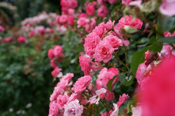Light Pink Flower of Roses 'Royal Bonica' in Full Bloom
