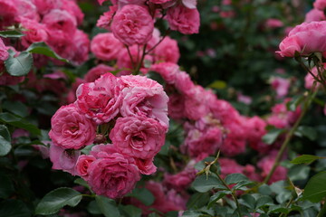 Light Pink Flower of Roses 'Royal Bonica' in Full Bloom
