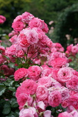 Light Pink Flower of Roses 'Royal Bonica' in Full Bloom
